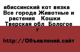 абиссинский кот вязка - Все города Животные и растения » Кошки   . Тверская обл.,Бологое г.